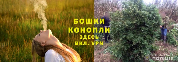прущие грибы Вязьма